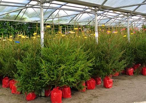 Norway Spruce trees on garden centre